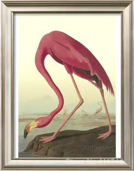 Zviera maľovanie vtákov Americký Flamingo John James Audubon umenie na plátne, Ručne maľované Vysokej kvality